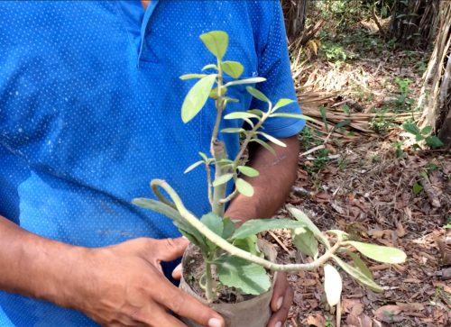 Projet de jardin médicinal dans la communauté de Dinamarca