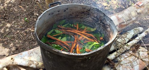 L&rsquo;Ayahuasca