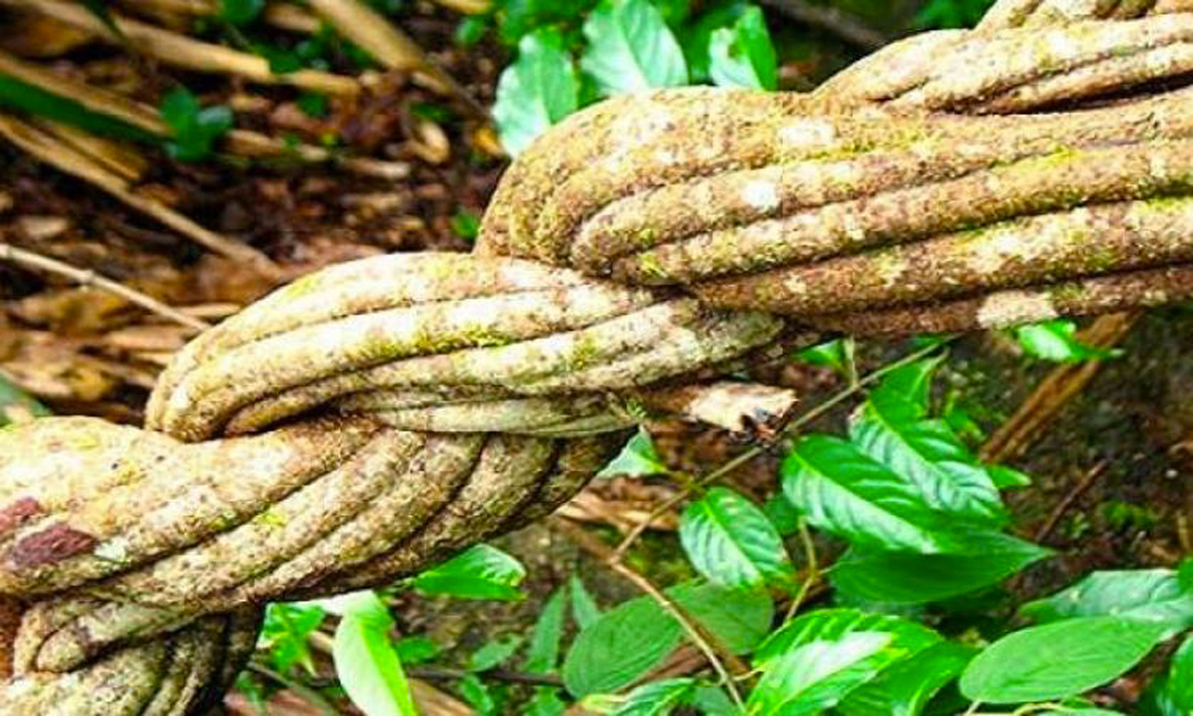 L&rsquo;Ayahuasca interdite aux Pays Bas